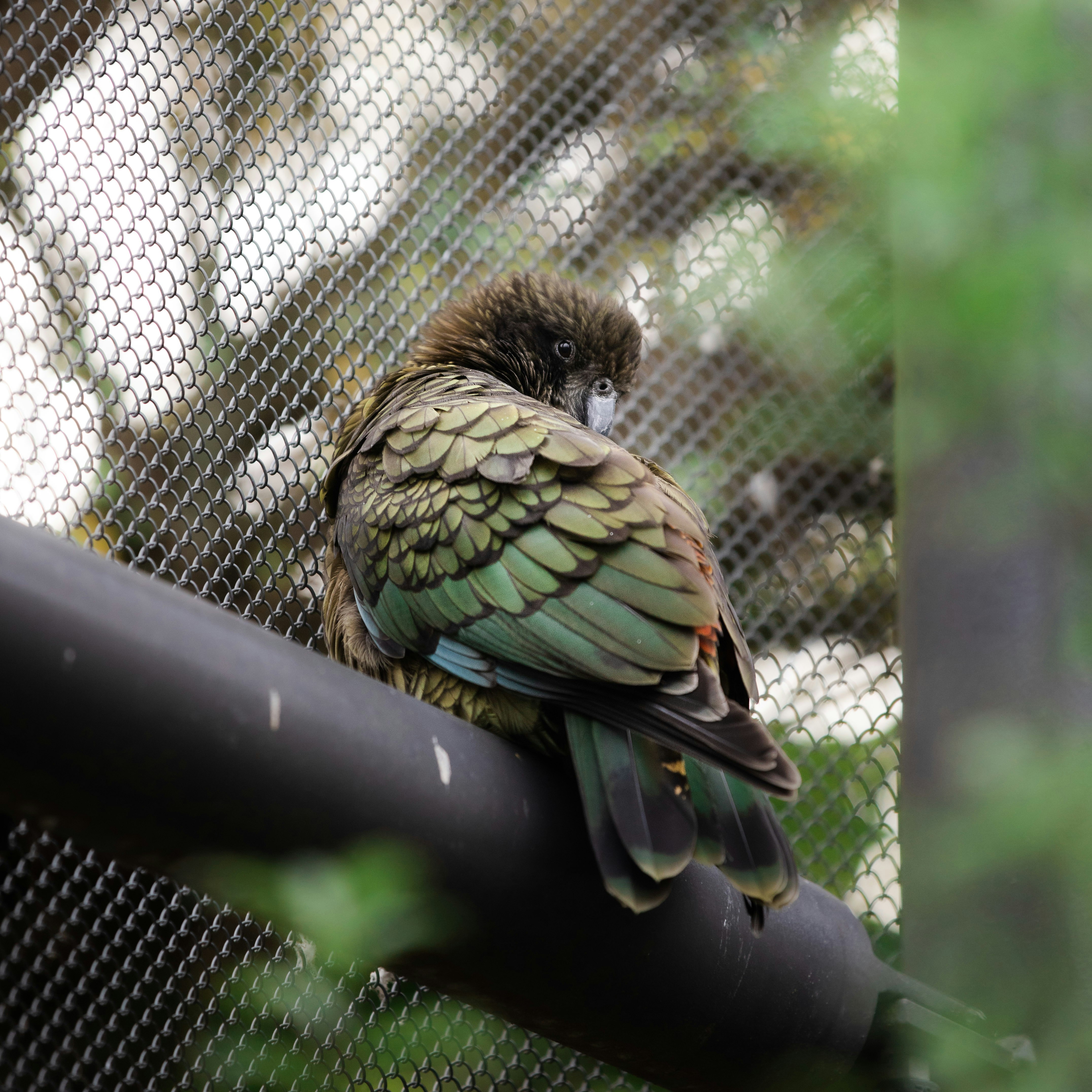 green and brown bird on tree branch